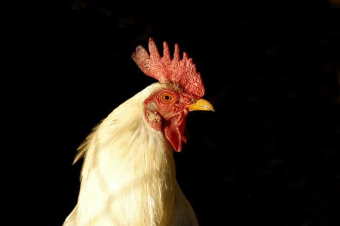 Domesticated Chickens are they good for us and where did they come from